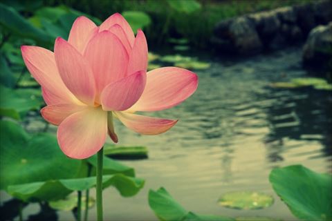 lotus flower_R.jpg