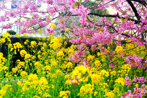 桜と菜の花_R.png
