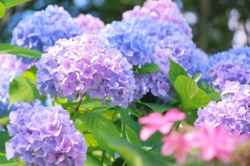 夏至紫陽花.jpg